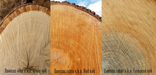 Types of oak trees