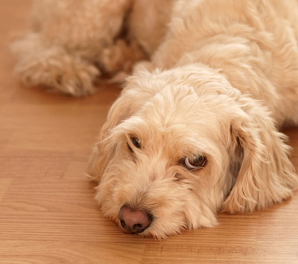Pet dog on wood floor