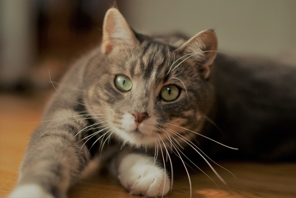 Cat On Wooden Flooring